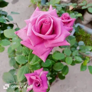 Rose (Purple) Flowering Live Plant For Home Gardening (Hybrid, Pack Of 1) Buy @ ₹499