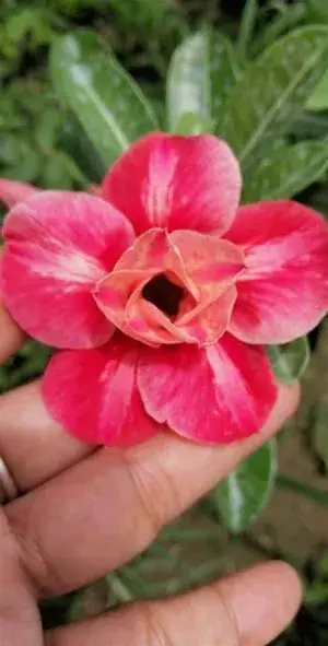 Rosey Verity Grafted Adenium Plant (Pack of 1) Buy @ ₹499