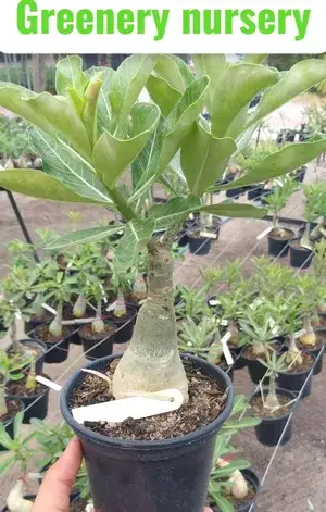 Adenium Desert Rose Plant (Grafted) Buy @ ₹499
