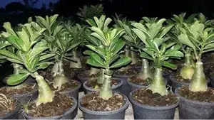 Adenium Desert Rose Plant (Grafted) Buy @ ₹499