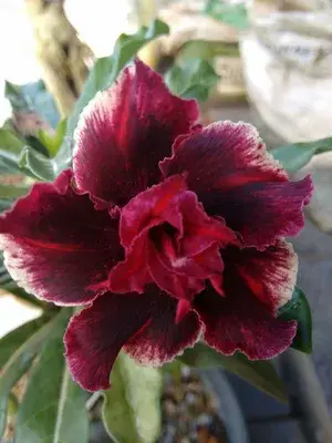Adenium Desert Rose Plant (Grafted) Buy @ ₹499