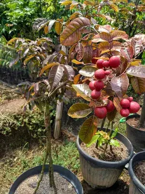 Ruby Longan Plant Original Grafted Fruit Live Plants & Tree(2-3 Ft Size) Healthy Plant In Nursery Grow Bag Pack of 1 Ready To Bloom After Planting Fruit Come Within 12 Months Buy @ ₹1699