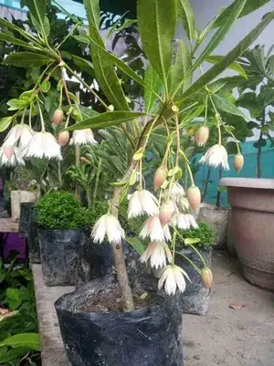 Rudraksha Live Plant Buy @ ₹499