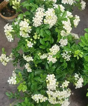 Madhu Kamini (White) Flowering Live Plant & Tree For Shrub/Bush/Home Garden (Pack Of 1, Grafted) Buy @ ₹499