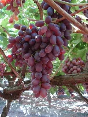 Seedless Red Grapes Fruit Plant For Home Gardening Red Grapes Vines Healthy Fruit Plant (Hybrid, Pack Of 1) Buy @ ₹499