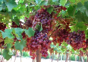 Seedless Red Grapes Fruit Plant For Home Gardening Red Grapes Vines Healthy Fruit Plant (Hybrid, Pack Of 1) Buy @ ₹499
