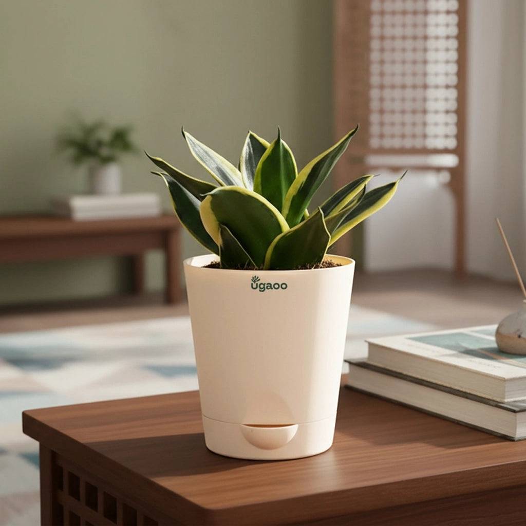Snake Plant - Golden Hahnii