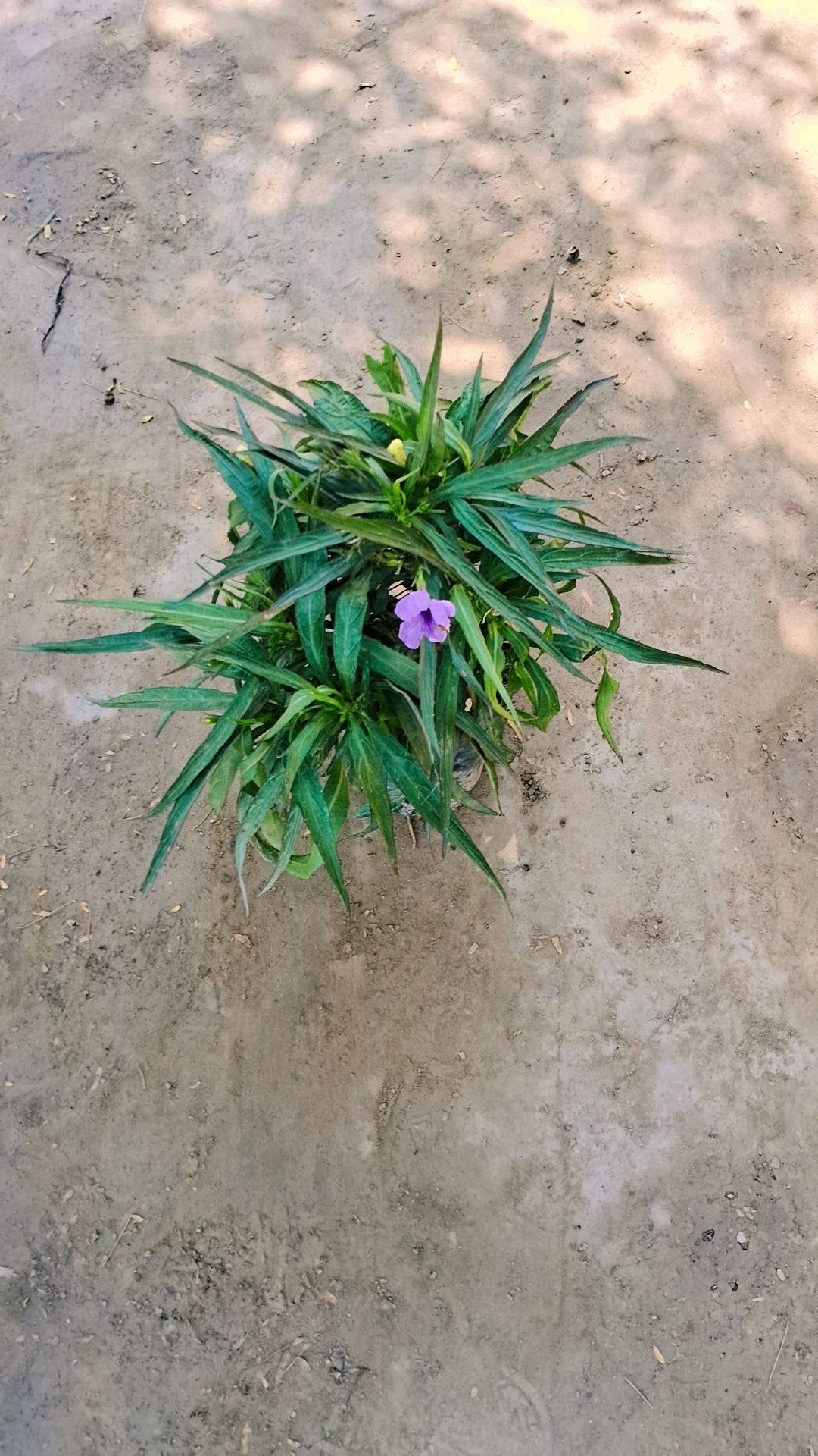 Ruellia tuberosa in 4 inch polybag