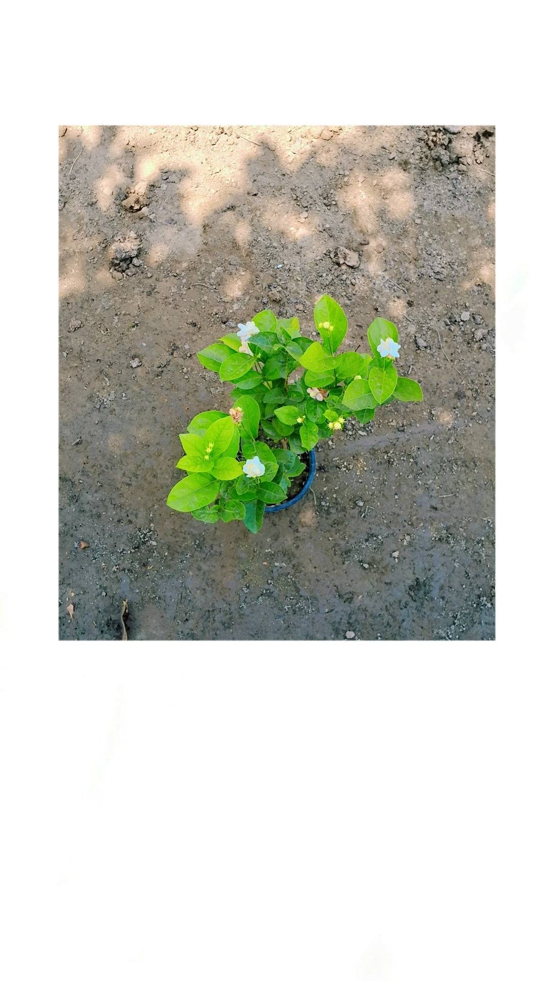 Jasmine/Motiya/Mogra  plant in 6 inch pot