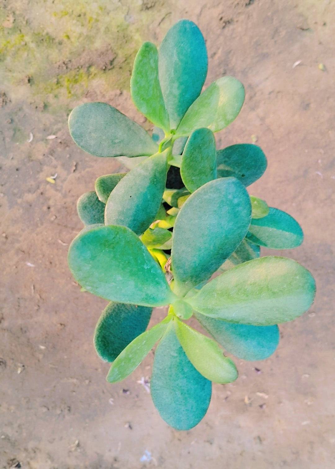 Crassula ovata plant in 4 inch poybag