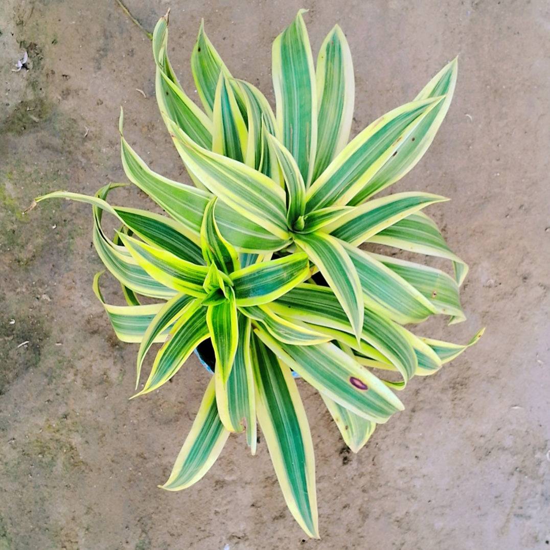 Song of India (Dracaena) plant in 6 inch polybag