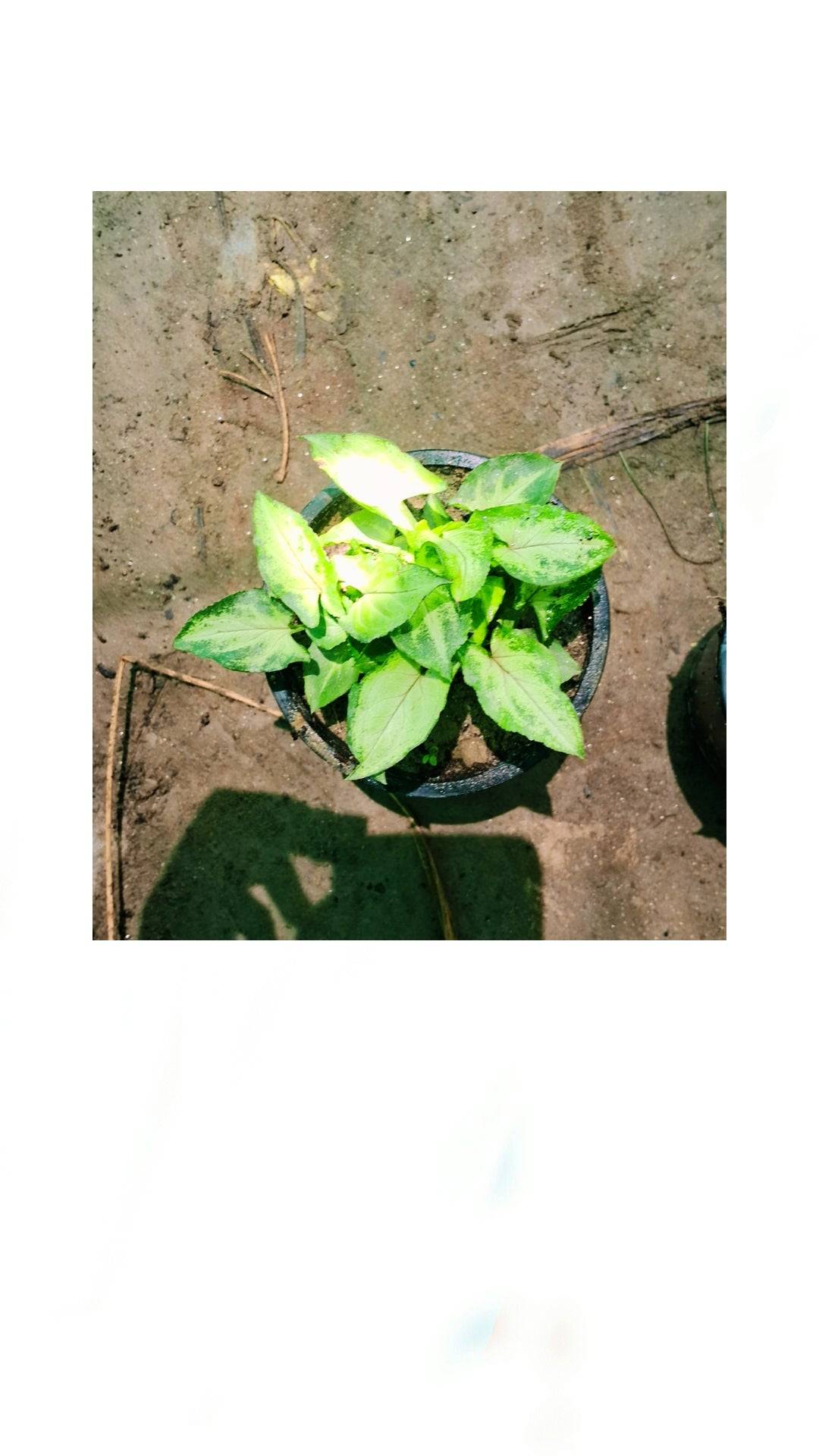 Green Syngonium podophyllum (dwarf) in 4 inch pot