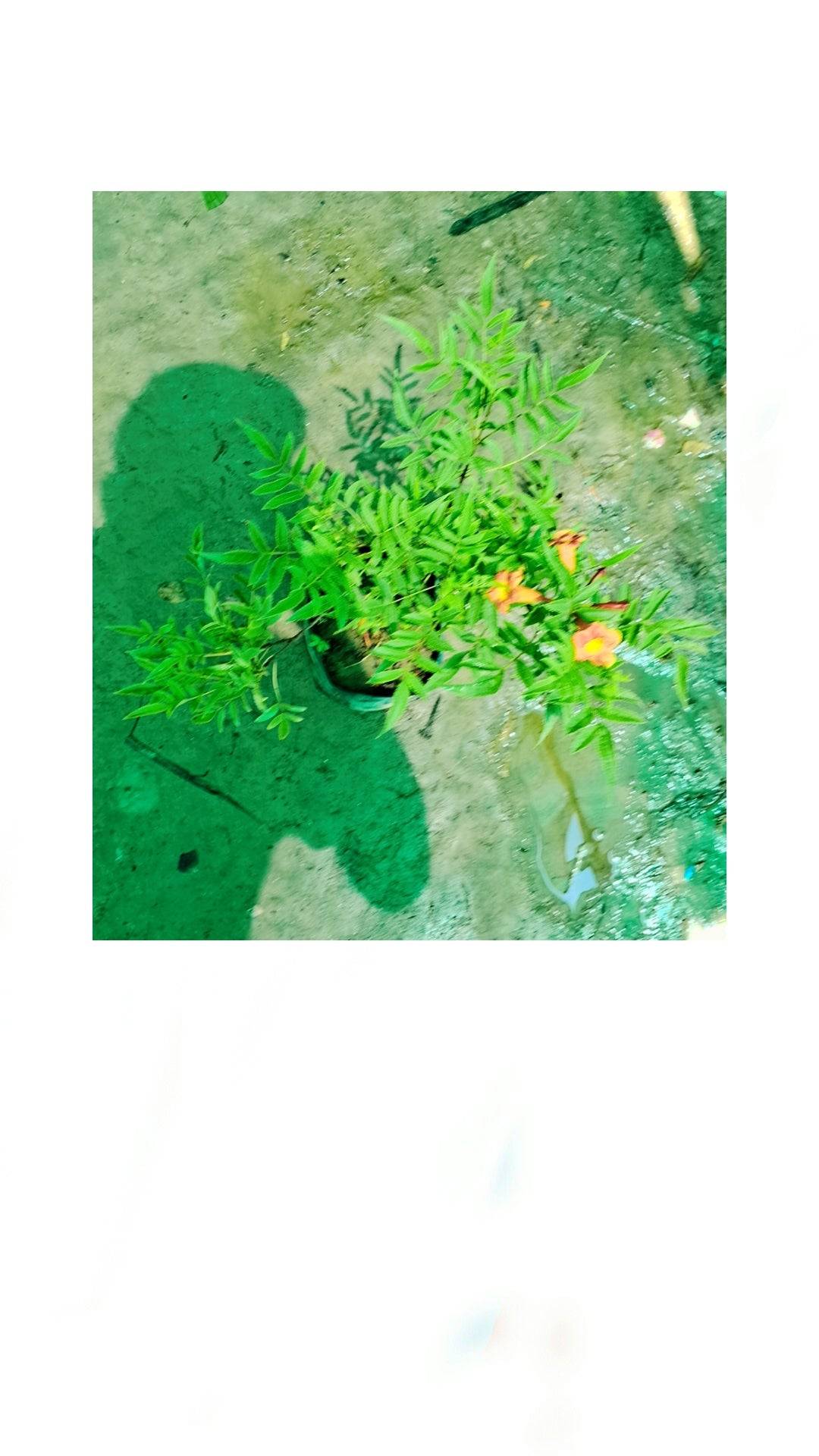 tecoma capancy plant in 5 inch polybag