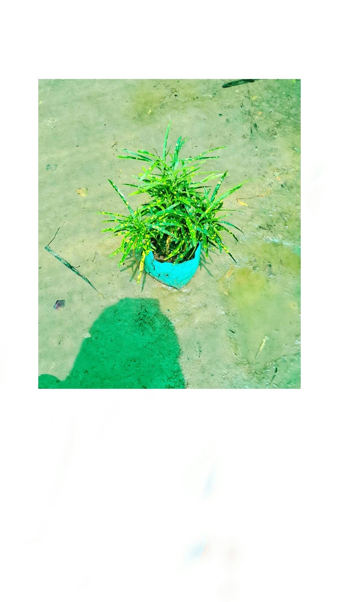 Chironji Croton in 4 inch polybag