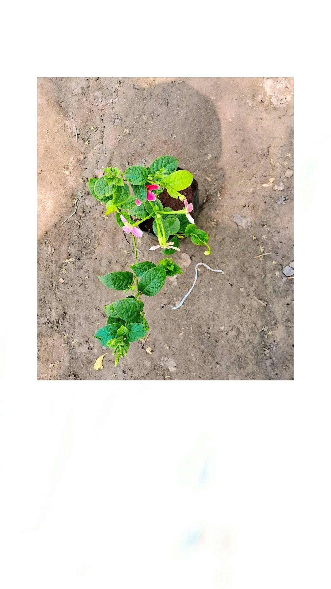 Madhumalti flower plant in 4 inch polybag