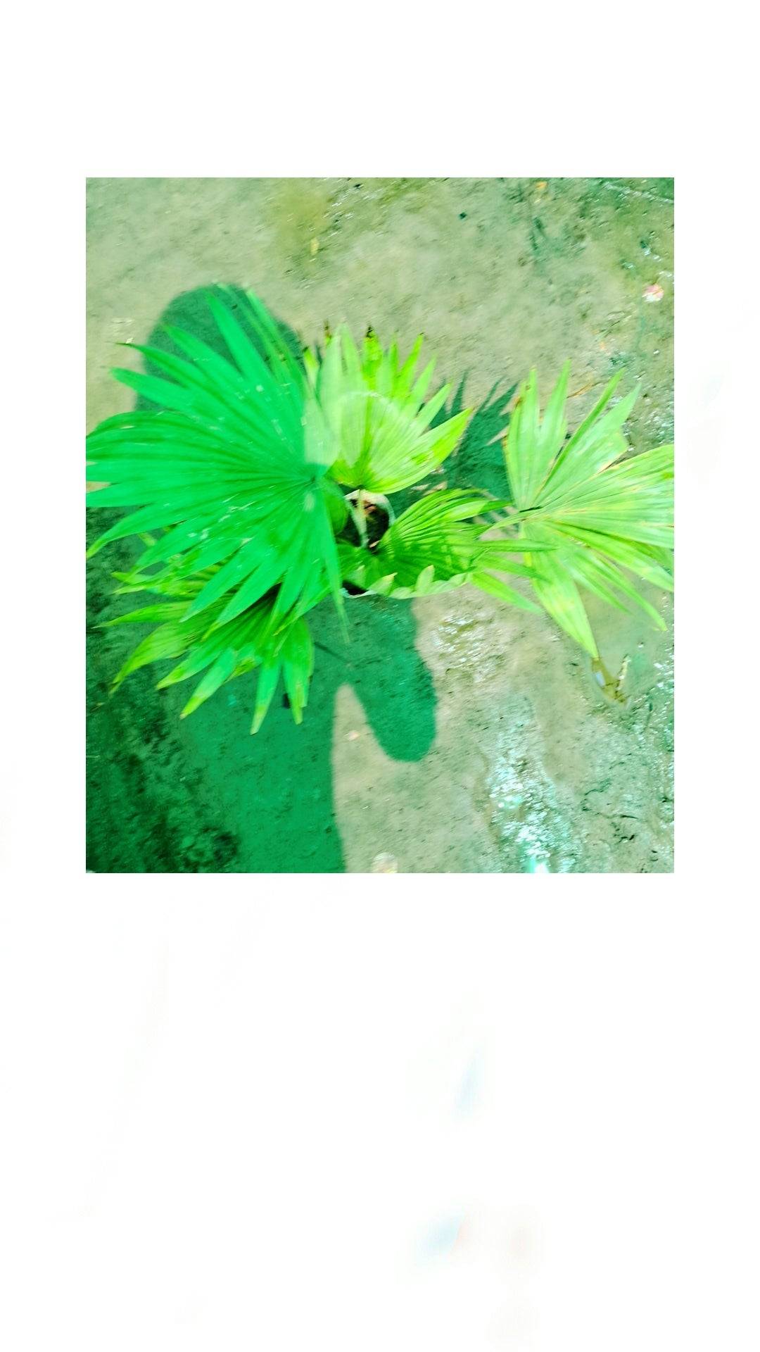 China palm in 5 inch polybag