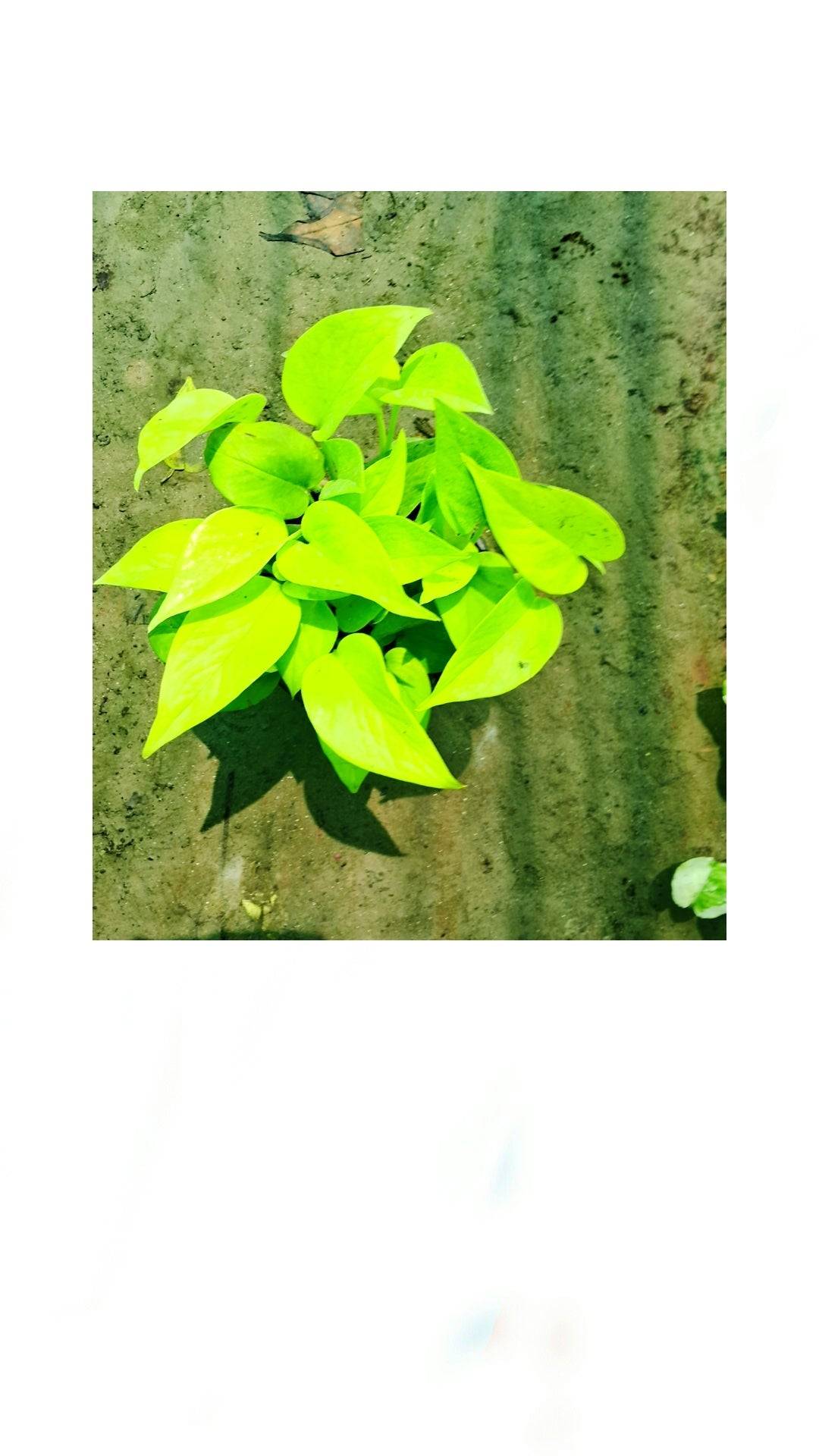 Golden money plant (Pune variety) in 6 inch pot