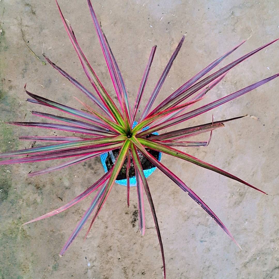 Dracena marginata tricolour plant in 5 inch polybag