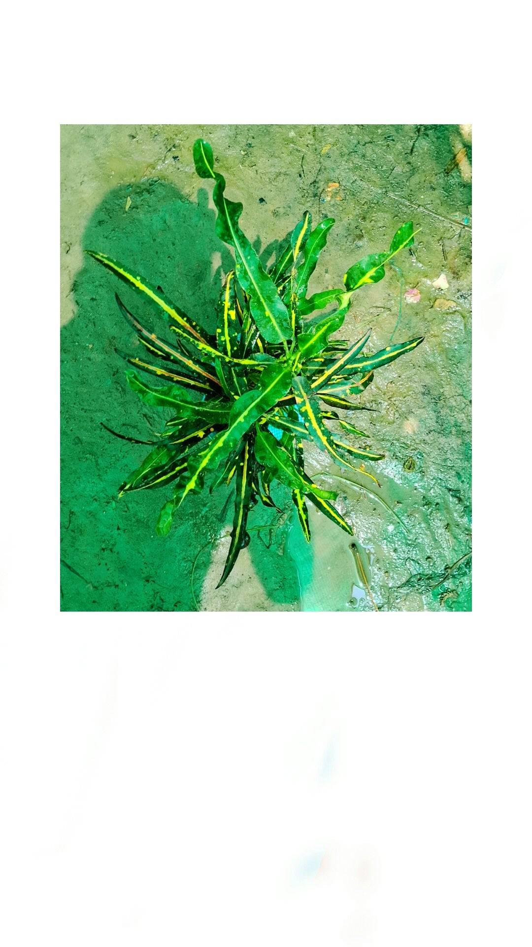 Croton banana plant in 5 inch nursery bag