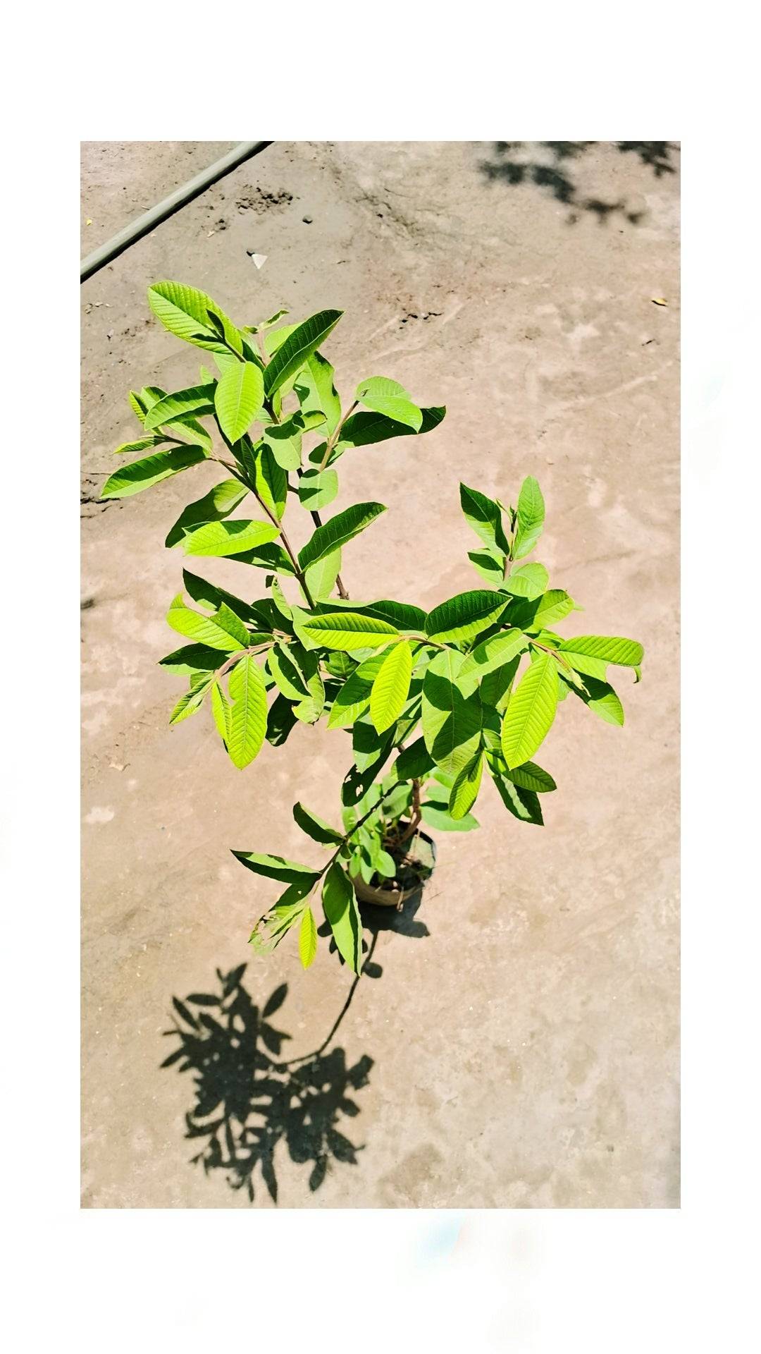 Guava plant 4 feet hight in 5 inch polybag