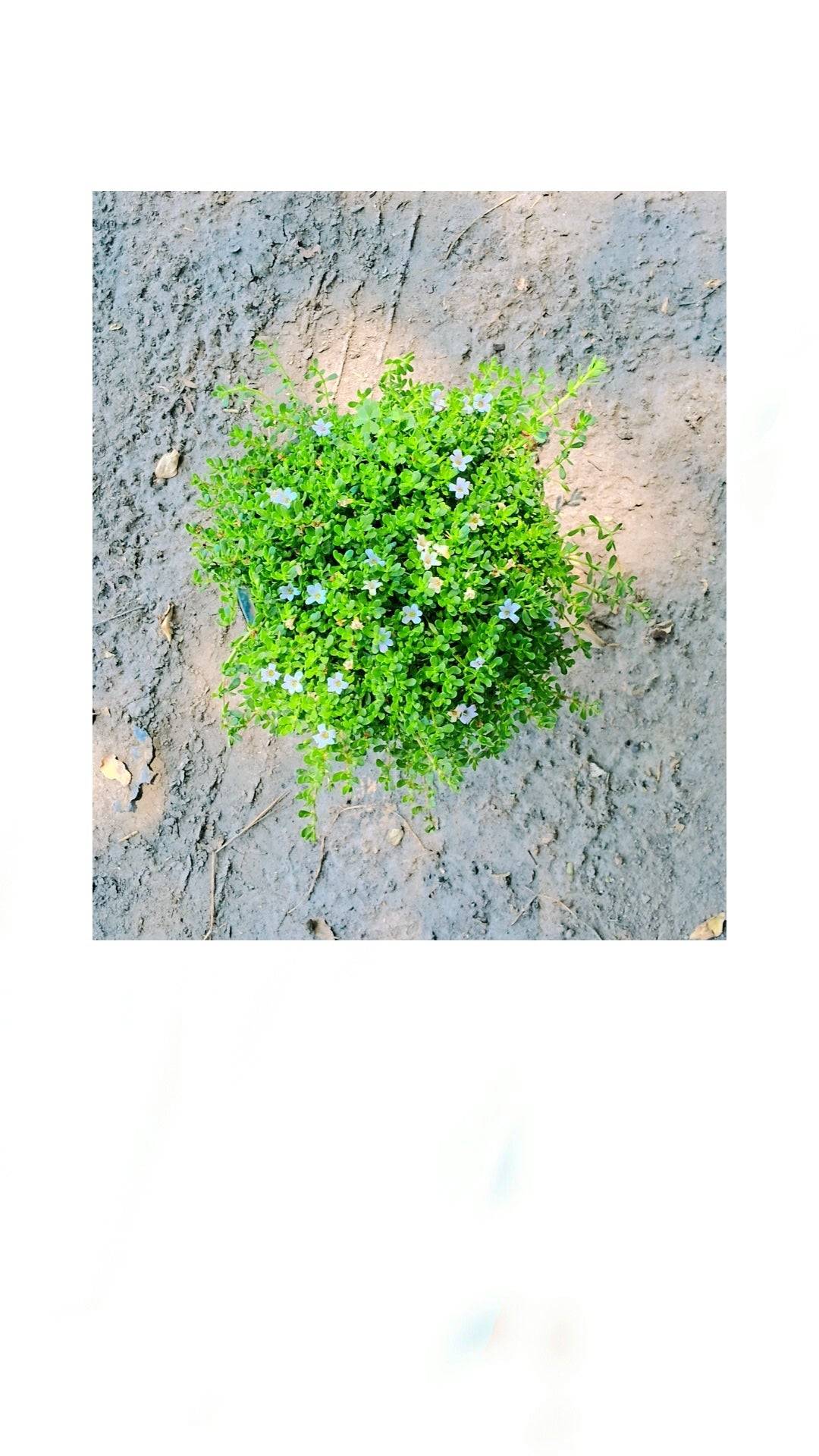 Bramhi plant in 6 inch pot