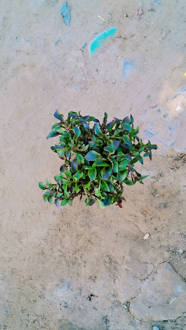 Alternanthera Red in 4 inch Nursery Bag