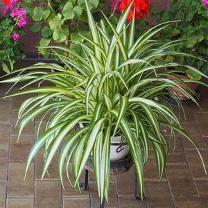 Spider Plant Easy To Care Best House Plant Purify Your Indoor Air, Healthy Spider Plant For Home/Office/Garden Decor (Pack Of 1) Buy @ ₹449
