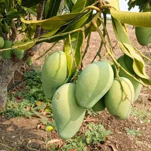 Super Delicious Alltime/12 Month Mango Live Fruit Plant & Tree (1.5-3.5 Ft Height) For Your Home Garden, Well Watered Healthy Mango Plant (Hybrid, Pack Of 1) Buy @ ₹499