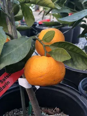 Super Juice Satsuma Orange Live Fruit Plant & Tree (1.5-3.5 Ft Height) For Home Garden Well Watered Satsuma Hybrid Orange Plant (Pack Of 1) Buy @ ₹799