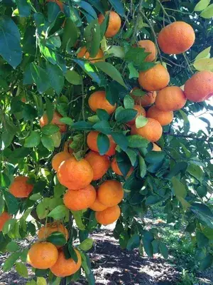 Super Juice Satsuma Orange Live Fruit Plant & Tree (1.5-3.5 Ft Height) For Home Garden Well Watered Satsuma Hybrid Orange Plant (Pack Of 1) Buy @ ₹799