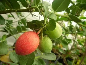 Sweet Karonda Cherry Fruit Plant Buy @ ₹499