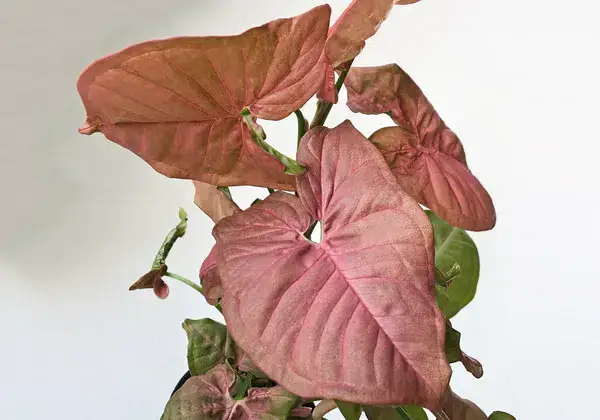 Syngonium Pink Plant