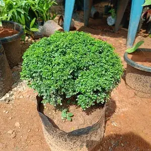 Table Kamini (Air Purifying) Live Indoor Plant (Pack Of 1) Buy @ ₹499