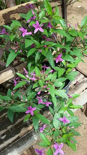 Tagar Blue (Grafted) 1.5-3.5 Ft Hybrid Flower Plant (Pack Of 1) Buy @ ₹499