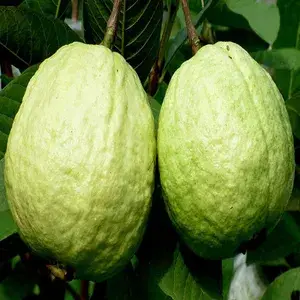 Thai-5 (Grafted) Guava Hybrid 1.5-3.5 Ft Live Plant (Pack of 1) Buy @ ₹499