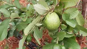 Thai-5 (Grafted) Guava Hybrid 1.5-3.5 Ft Live Plant (Pack of 1) Buy @ ₹499