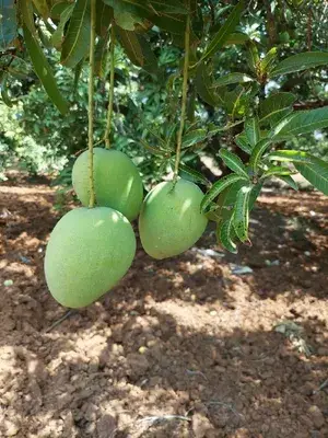 Hybrid Thai All Time Mango Grafted Live Fruit Plant (Pack Of 1) Buy @ ₹499
