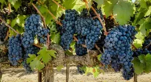 Thai Black Grapes Plant & Tree For Garden (1.5-3.5 Ft Height) Well Watered Hybrid Grapes Live Plant (Pack Of 1) Buy @ ₹449