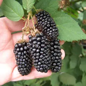 Thai Blackberry Fruit Live Plant (Pack Of 1) Buy @ ₹499