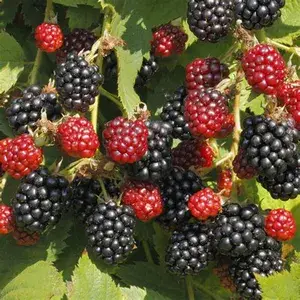 Thai Blackberry Fruit Live Plant (Pack Of 1) Buy @ ₹499