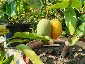 Thai Catimon Katimon Mango Plant & Tree All Time Sweet Fruit For Round The Year Variety Grafted Fruit Live Plants & Tree Buy @ ₹499