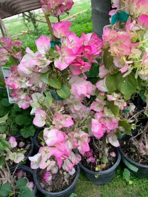 Thai Delight Bougainvillea Iconic Flower Plant & Tree (1.5-3.5 Ft Height) For Enhance Your Home/Office/Garden Beauty, Pack Of 1 Buy @ ₹499