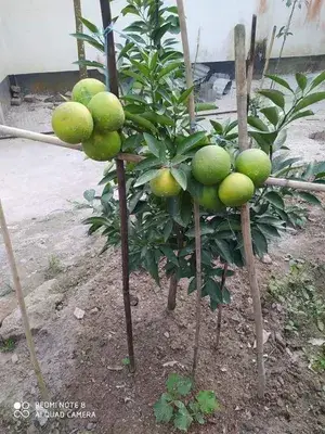 Thai Grafted Malta/ Mousambi Fruit Plant (Hybrid, Pack Of 1) Buy @ ₹499