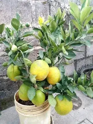 Thai Grafted Malta/ Mousambi Fruit Plant (Hybrid, Pack Of 1) Buy @ ₹499