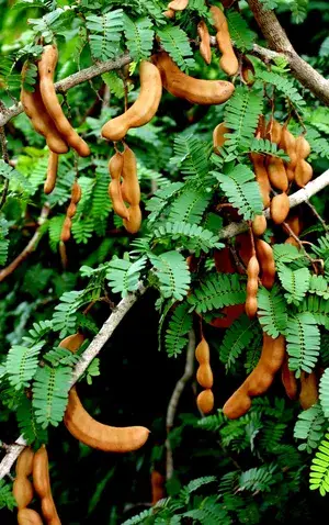 Thai Hybrid Sweet Tamarind (Grafted)Fruit Plant (Pack of 1) Buy @ ₹499