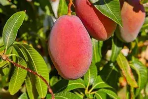 Thai Sweet Mango Hybrid Live Fruit Plant (Grafted, Pack Of 1) Buy @ ₹499