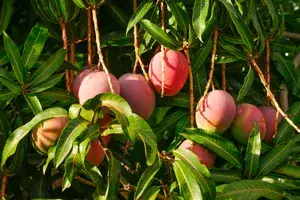 Thai Sweet Mango Hybrid Live Fruit Plant (Grafted, Pack Of 1) Buy @ ₹499