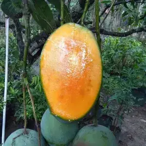 Thai Variety 12 Month/All Season Hybrid Mango Plant & Tree (1.5-3.5 Ft Height) For Home Garden, Super Delicious All time Mango Live Fruit Plant (Pack Of 1) Buy @ ₹499