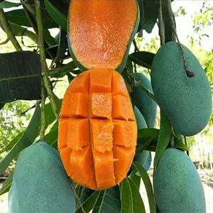 Thai Variety 12 Month/All Season Hybrid Mango Plant & Tree (1.5-3.5 Ft Height) For Home Garden, Super Delicious All time Mango Live Fruit Plant (Pack Of 1) Buy @ ₹499