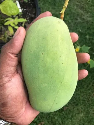Thai Variety 12 Month/All Season Hybrid Mango Plant & Tree (1.5-3.5 Ft Height) For Home Garden, Super Delicious All time Mango Live Fruit Plant (Pack Of 1) Buy @ ₹499